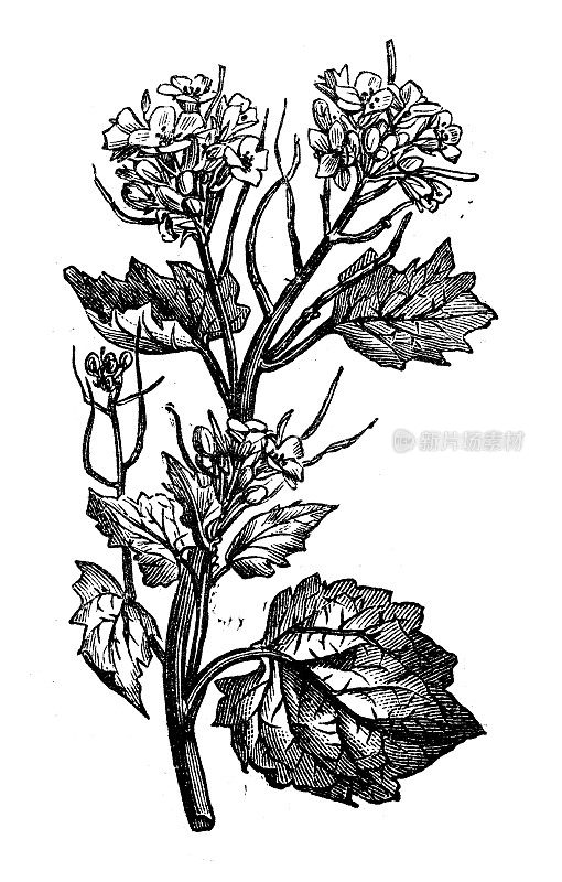 古植物学插图:Alliaria petiolata，蒜芥